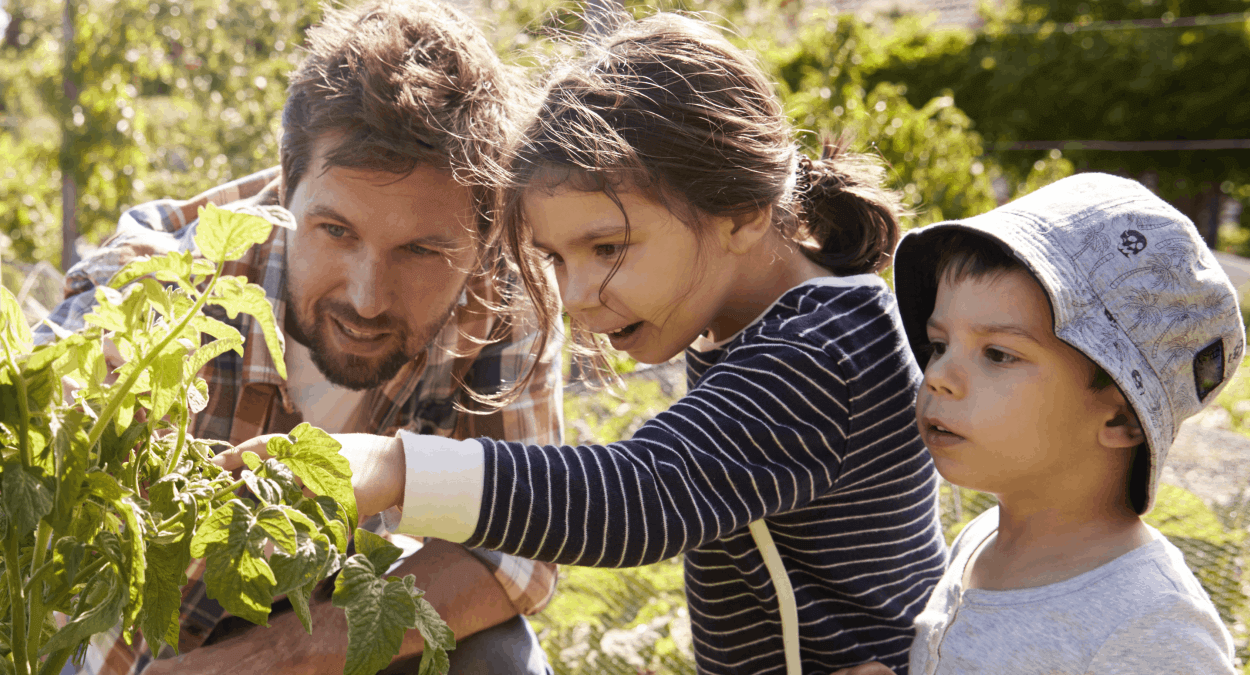 a father and his young daughter and son work with him at a tomato bush in the vegetable patch: children learning from their father, just as they could get financial education from their parents