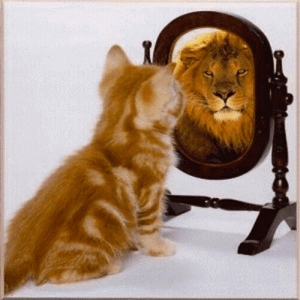 image shows a kitten looking into a mirror and seeing itself as a grown lion, assuming it can achieve all that the bib cat can, looking a bit like direct insurance being compared to properly considered strategic insurance and bewrae direct insurance reliance