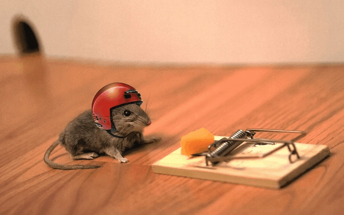 a mouse sits contemplating how its goal to attain the cheese on the mouse trap can be achieved: part of the strategy is exposed - to protect its head and neck, its wearing a helmet